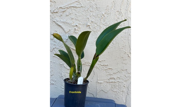 Big image dw d..  frontsideplant  rlc. oconee circle  flaming passion 