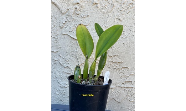 Big image dw d.  frontsideplant  lc. higher ground  mainsail 