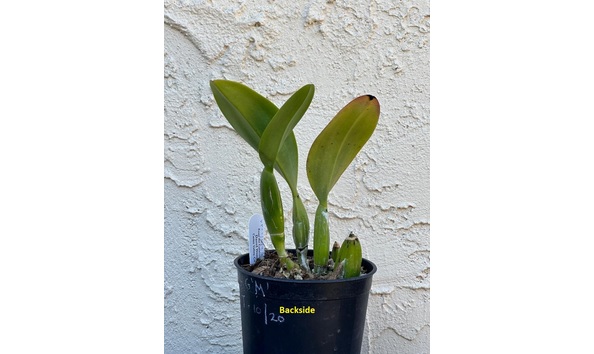 Big image dw d.  backsideplant  lc. higher ground  mainsail 