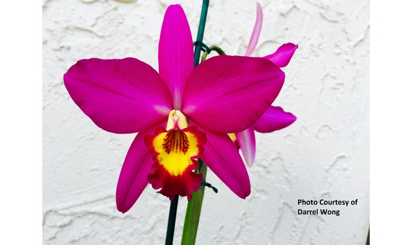 Big image lc. dorothy elliot  fuchsia fire  hcc aos