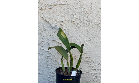 Big image dw18  frontsideplant  lc. dorothy elliot  fuchasia fire  hcc aos