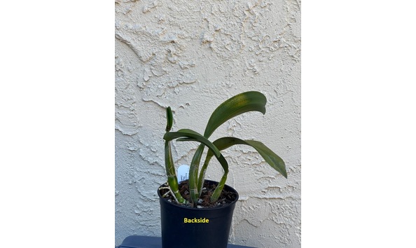 Big image dw18  backsideplant  lc. dorothy elliot  fuchasia fire  hcc aos