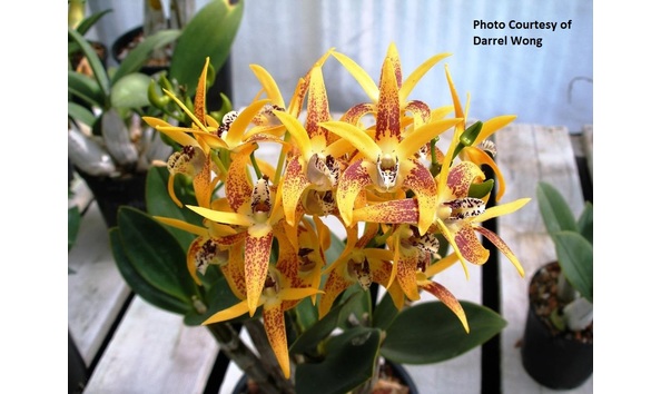 Big image den. avril s gold  dark   spotty  am aos .