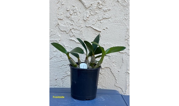 Big image dw10  frontsideplant  den. avril s gold  dark   spotty  am aos