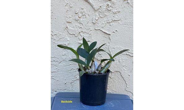 Big image dw10  backsideplant  den. avril s gold  dark   spotty  am aos