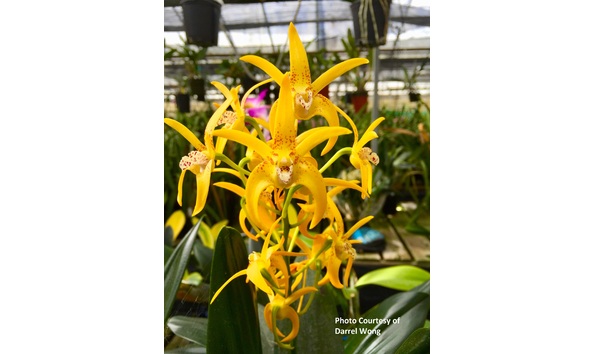 Big image den. avril s gold  darrel s golden throne    1 