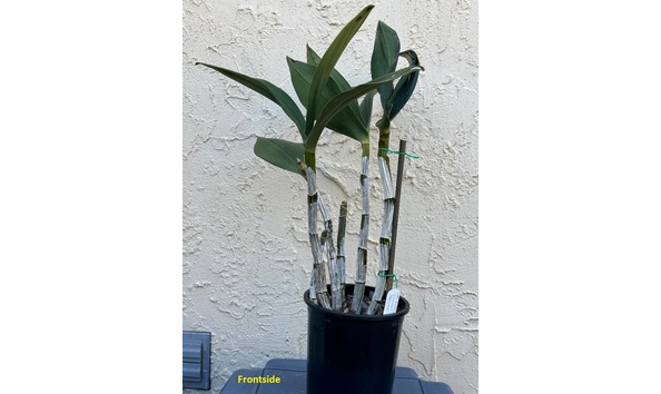 Big image dw11  frontsideplant  den. avril s gold  darrel s golden throne 