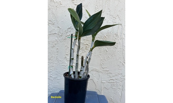 Big image dw11  backsideplant  den. avril s gold  darrel s golden throne 