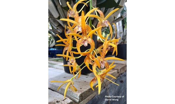 Big image den. avril s gold  darrel s heart of gold    2 