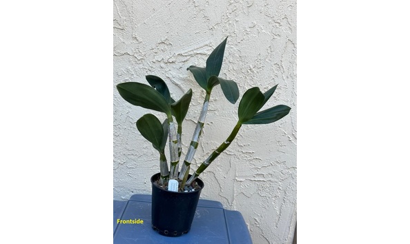 Big image dw12  frontsideplant  den. avril s gold  darrel s heart of gold 