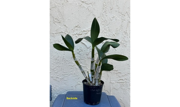 Big image dw12  backsideplat  den. avril s gold  darrel s heart of gold 