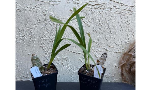 Big image dw15   group b   2  feathered  type cymbidium back bulb propagations  cym. huell howser  flash    cym. memoria lena bauer  feathered  freckle face 