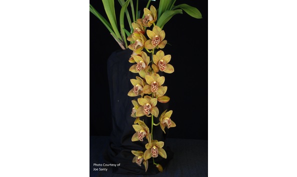 Big image cym. amazing ari  road to amarillo  hcc aos  b csa