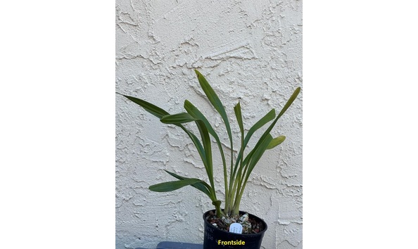 Big image dw01  frontside  cym. amazing ari  road to amarillo  hcc aos  b csa