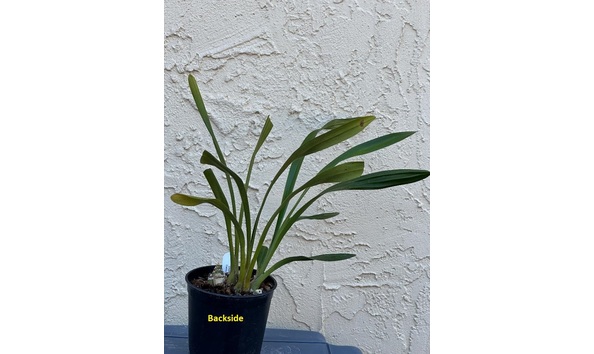 Big image dw01  backside  cym. amazing ari  road to amarillo  hcc aos  b csa