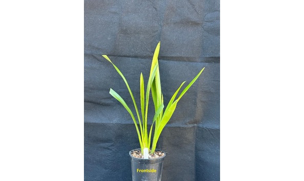 Big image dw d  frontside  cym. itchycoo park  fortunato 