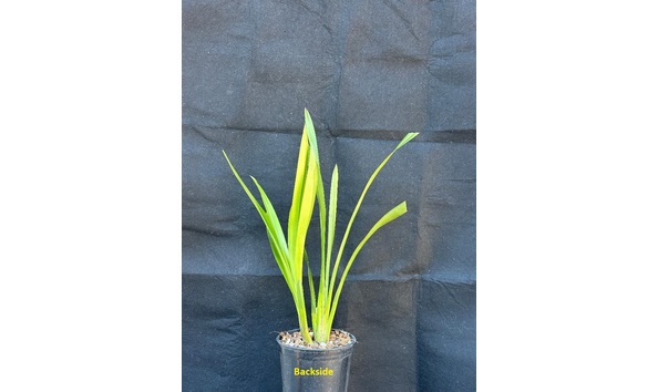 Big image dw d  backside  cym. itchycoo park  fortunato 