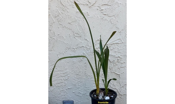 Big image dw08  frontside  cym. sangria sunset  burnt orange  4n