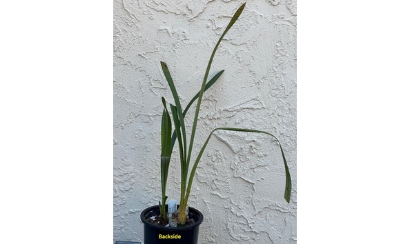 Big image dw08  backside  cym. sangria sunset  burnt orange  4n