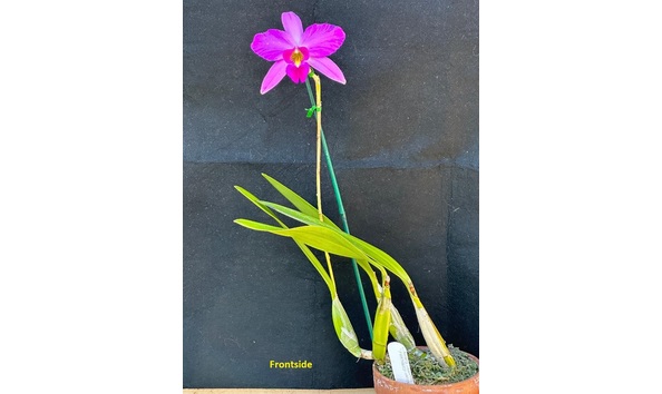 Big image dw16  frontside  laelia anceps h.f. lineata  feathered lady ndt  fcc aos