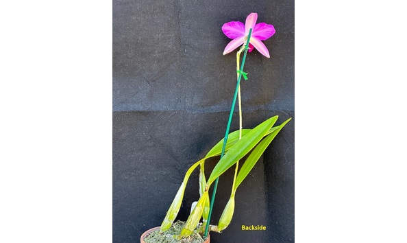 Big image dw16  backside  laelia anceps h.f. lineata  feathered lady ndt  fcc aos