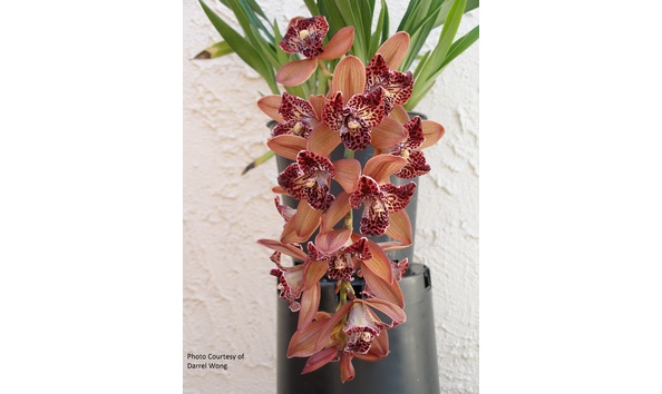 Big image cym. hot devon  bird of paradise  ad csa