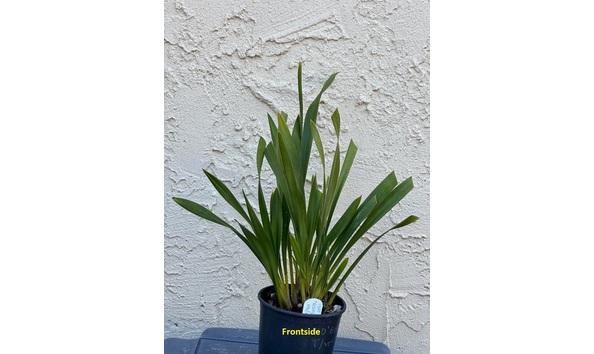 Big image dw04  frontside  cym. hot devon  bird of paradise  ad csa