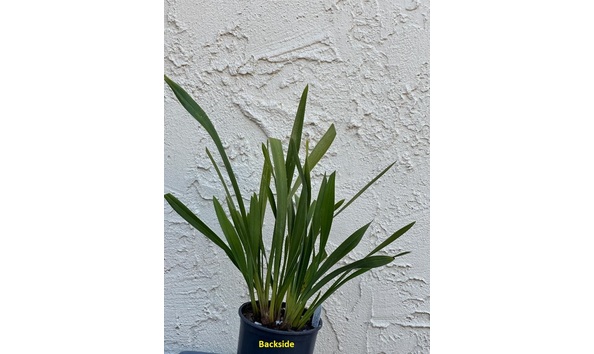 Big image dw04  backside  cym. hot devon  bird of paradise  ad csa