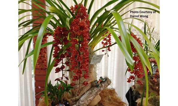 Big image cym. lambert day  tangerine glaze  3n hcc aos  b csa