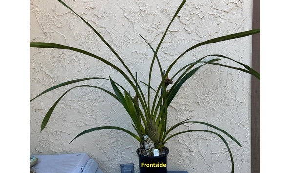 Big image dw05  frontside  cym. lambert day  tangerine glaze  3n hcc aos  b csa