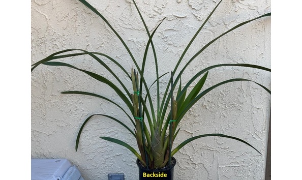 Big image dw05  backside  cym. lambert day  tangerine glaze  3n hcc aos  b csa