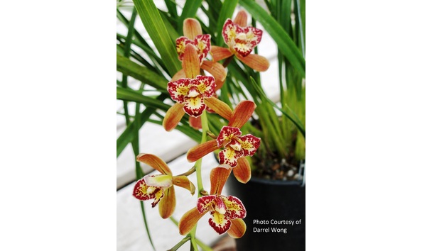 Big image cym. mersey ferry  one in a million 