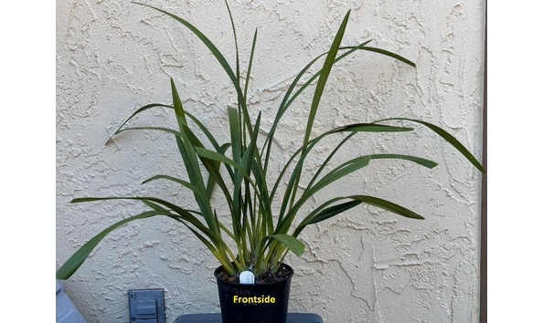 Big image dw07  frontside  cym. mersey ferry  one in a million 