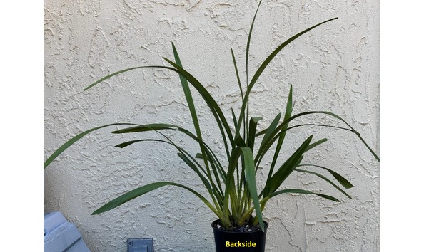 Big image dw07  backside  cym. mersey ferry  one in a million  1 