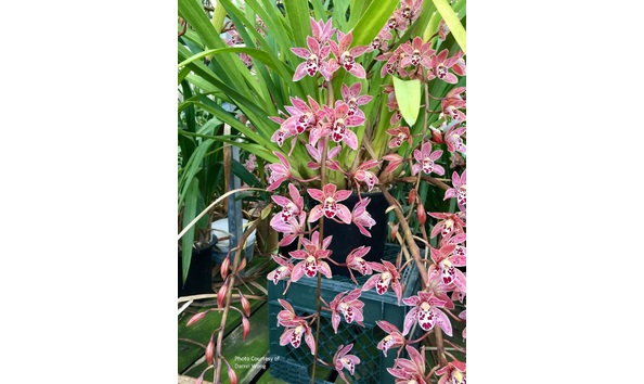 Big image cym. art mendoza  strawberry fields forever  .