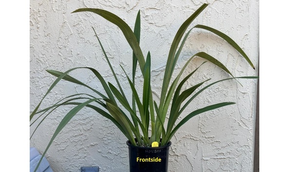 Big image dw02  frontside  cym. art mendoza  strawberry fields forever  1 