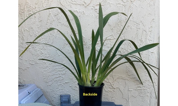 Big image dw02  backside  cym. art mendoza  strawberry fields forever 