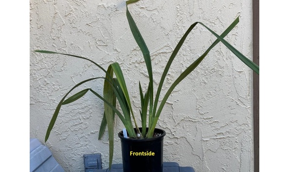 Big image dw03  frontside  cym. art mendoza  strawberry fields forever 