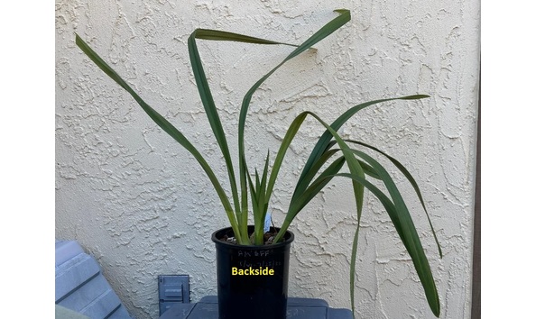 Big image dw03  backside  cym. art mendoza  strawberry fields forever 