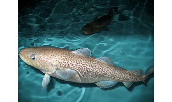 Big image big image pacific cod on ocean floor