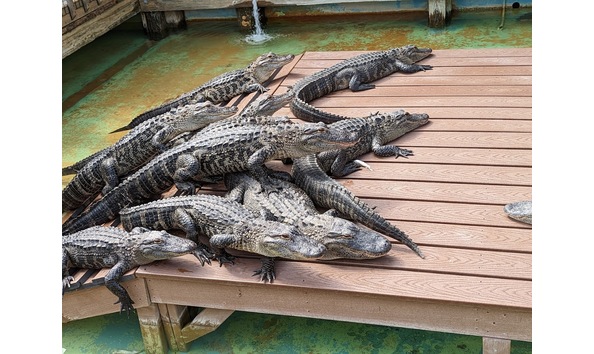 Big image gatorland2