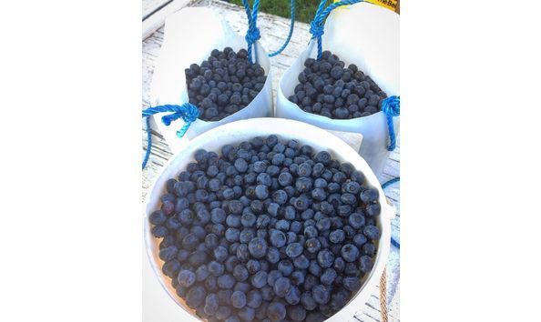 Big image big image buckets of blueberries