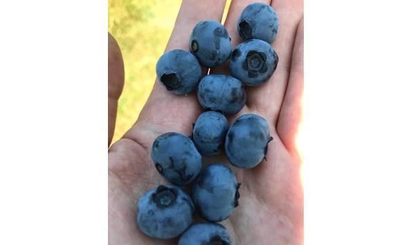 Big image big image handful of blueberries