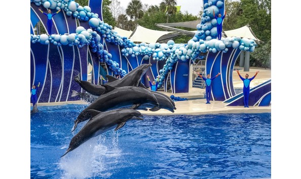 Big image sea world dolphins