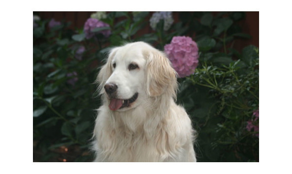 Big image otg pet pic