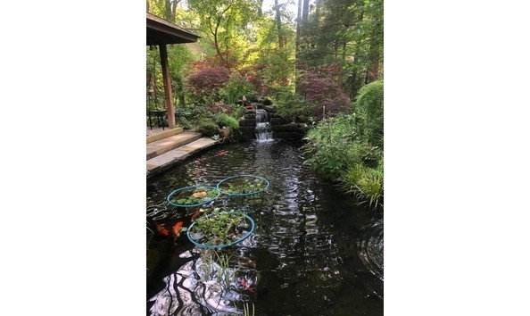 Big image big image pond 2020 1