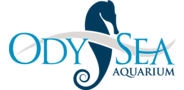 Sponsor logo odysea logo